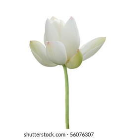 White Lotus Flower Images Stock Photos Vectors Shutterstock White Lotus Flower Images Stock Photos Vectors Shutterstock