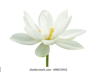 Lotus Flower Isolated On White Background