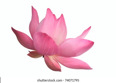 Lotus Flower Isolated On White Background