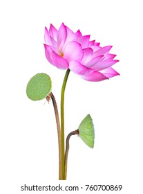 Lotus Flower Isolated On White Background Stock Photo 760700869 ...