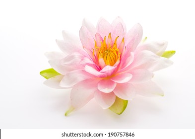 Lotus Flower Isolated White Background