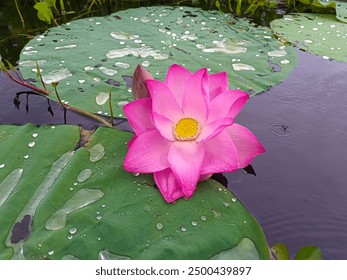 Lotus flower in lake, pink lotus, pink water Lily with green leaf, Bangladesh lake view real lotus flower, rural natural view - Powered by Shutterstock