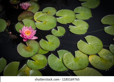 Lotus Flower and Lilypads - pink flower