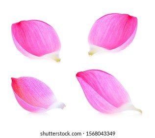 Lotus Flower Lobe Isolated On White Background