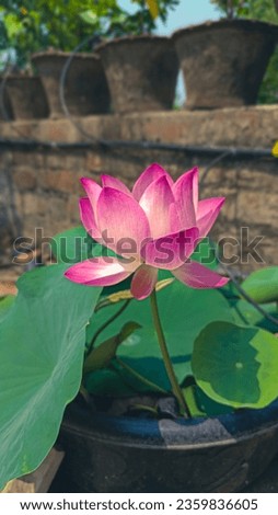 Lotus flower, mainly blooms in autumn season, it's a must needed flower in durgapuja ,the biggest festival in Bengal region.