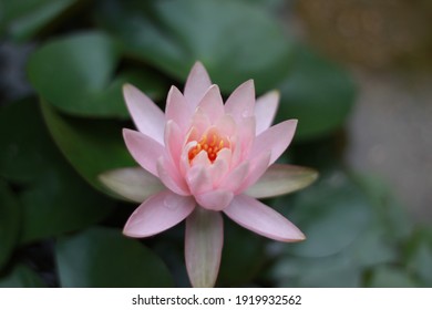 Lotus Flower Meaning の画像 写真素材 ベクター画像 Shutterstock