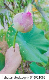 lotus flower in my hand look beautiful