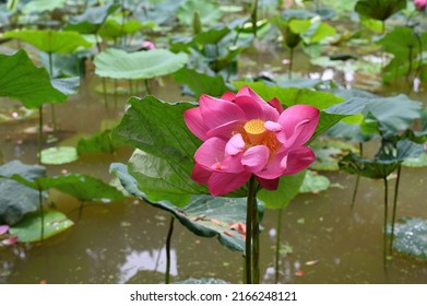 lotus flower (Nelumbo nucifera) background - Shutterstock ID 2166248121