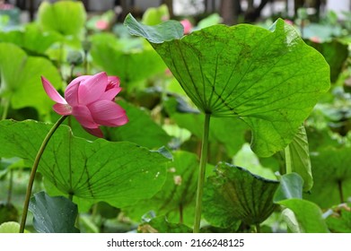 lotus flower (Nelumbo nucifera) background - Shutterstock ID 2166248125