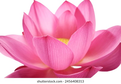 Lotus flower (Nelumbo, Nelumbo nucifera, Nelumbo komarovii).
Beautiful rare blooming lotus on a white background - Powered by Shutterstock