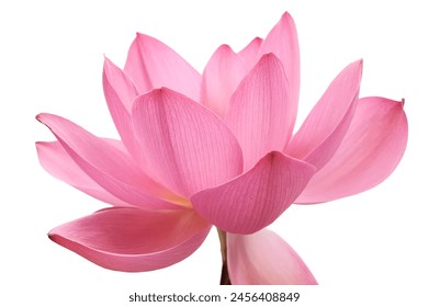 Lotus flower (Nelumbo, Nelumbo nucifera, Nelumbo komarovii).
Beautiful rare blooming lotus on a white background - Powered by Shutterstock