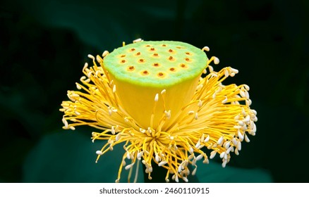 Lotus flower (Nelumbo, Nelumbo nucifera, Nelumbo komarovii).
Beautiful rare blooming lotus on a dark background