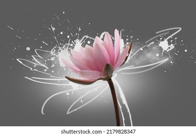 Lotus flower on grey background. Water lily flower design close up. Waterlily close-up. Blooming pink aquatic flower on gray background, macro shot. Water lilly