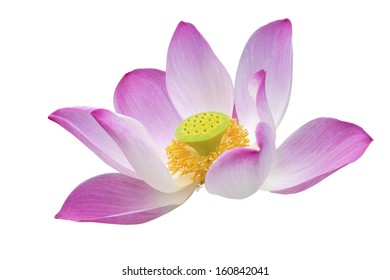 Lotus flower on isolate background