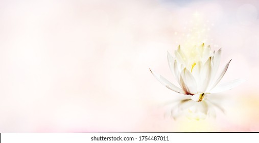 Lotus flower on pastel light background with glitter sparkle light , White lily water flower on water
