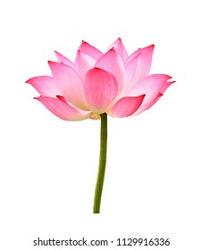 lotus flower  on white background.