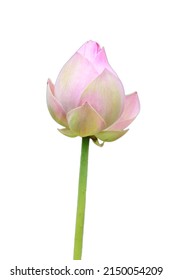 Lotus Flower On A White Background,cliping Paths.