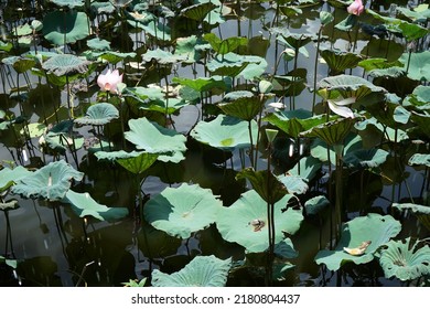 Lotus Flower In The Park, High Angle View