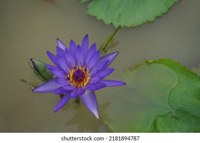 Lotus Flower In The Park, High Angle View