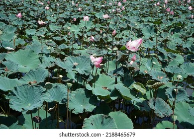 Lotus Flower In The Park, High Angle View