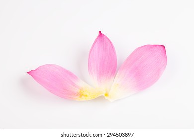 Lotus Flower Petal On White Background Studio Shot 