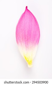 Lotus Flower Petal On White Background Studio Shot 