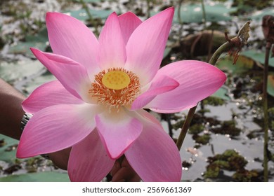 Lotus Flower Photo Download Free 