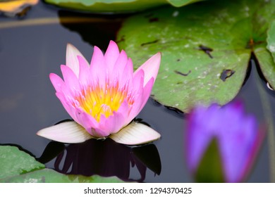 花 荷花 蓮花 Stock Photo And Image Collection By Aivship Shutterstock