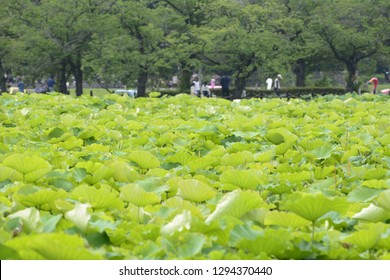 花 荷花 蓮花 Stock Photo And Image Collection By Aivship Shutterstock