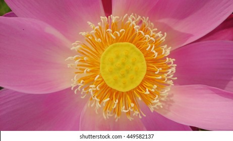 Lotus Flower Pollen