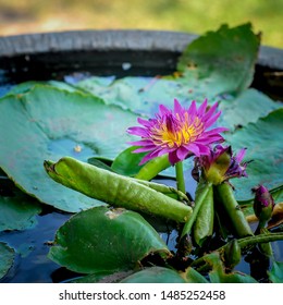 Bilder Stockfotos Und Vektorgrafiken Teich Seerose Shutterstock