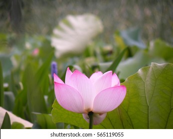 Lotus Flower, Rare Flower