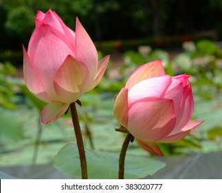 Rare Flowers High Res Stock Images Shutterstock