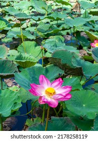 Lotus flower of Sacred lotus, Lotus stamen or East indian lotus.