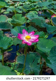 Lotus flower of Sacred lotus,  Lotus stamen or East indian lotus.