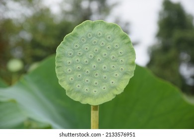 Lotus Flower Seed Pod Lotus Leaf Stock Photo 2133576951 | Shutterstock