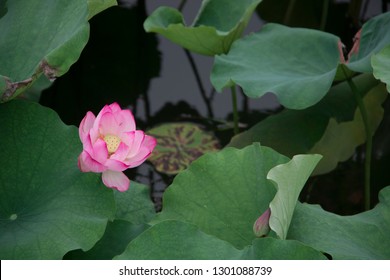 lotus flower in summer in Asia