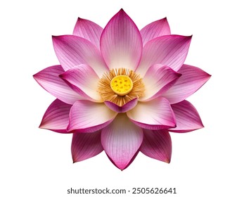 lotus flower top view on white background