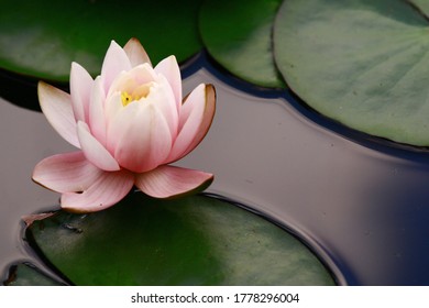 lotus flower water lilies over lake 