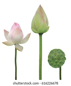 Lotus Flower White Background Stock Photo 616226678 