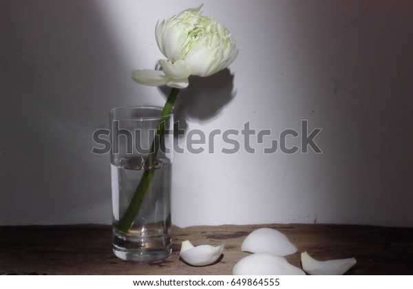 Lotus Flower White Water Lily Decoration Stock Photo Edit Now