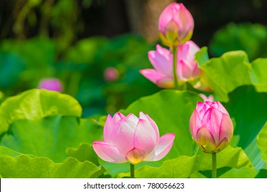 Lotus Background Hd Stock Images Shutterstock