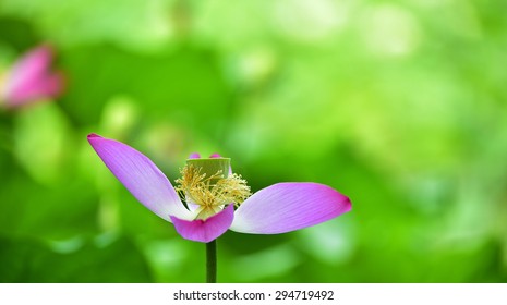 Lotus flowers - Shutterstock ID 294719492