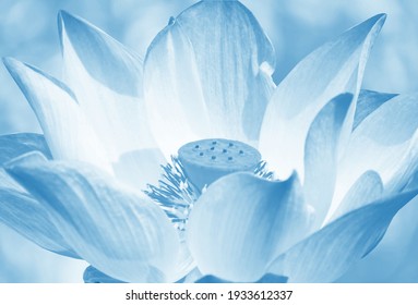 Lotus Flowers Blooming On A Blurry Light Blue Bokeh Background.