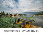 Lotus flowers in full bloom at world famous Dal lake in Srinagar
15 sep 2023