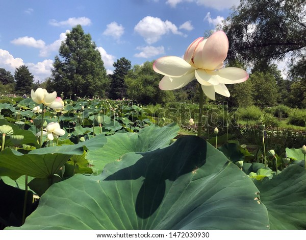 Lotus Flowers Kenilworth Park Aquatic Gardens Stock Photo Edit