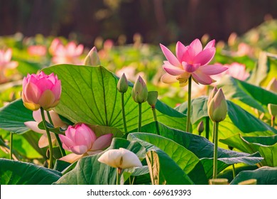 Lotus Flowers - Nelumbo Nucifera
