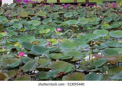 lotus flowers in park