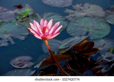 Lotus Flowers Represent One Symbol Fortune Stock Photo 1027420774 