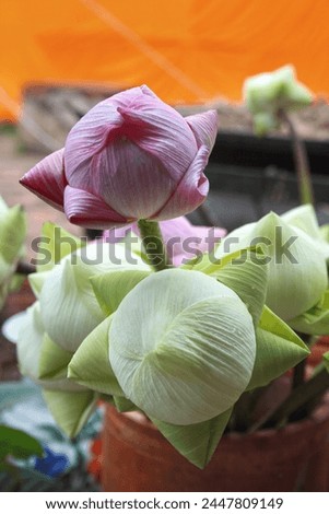 Lotus flowers used by the worshippers that can be found for sale in every buddhist temples in Thailand.